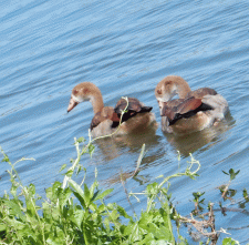 river-ducks