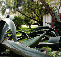 agave at Museo Dolores Olmedo