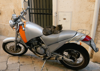 lecce cat on motorcycle